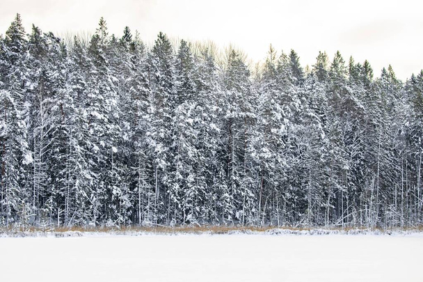白い木のある魔法のスウェーデンの森の冬の風景-美しい壁紙 - 写真・画像