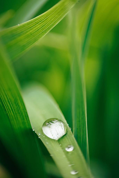 A vertical shot of dewdrops on green grass - Photo, Image