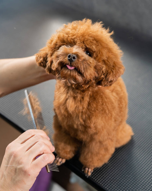 Woman combing a toy poodle during a haircut in a grooming salon - Фото, изображение
