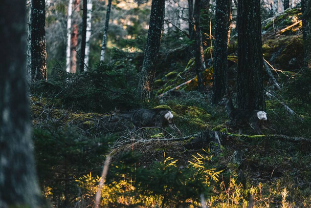 A beautiful shot of two deer running in the Swedish forest - Fotó, kép