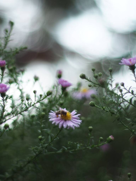 A vertical shot of Tatarinow's asters blossoming in the garden - Photo, Image