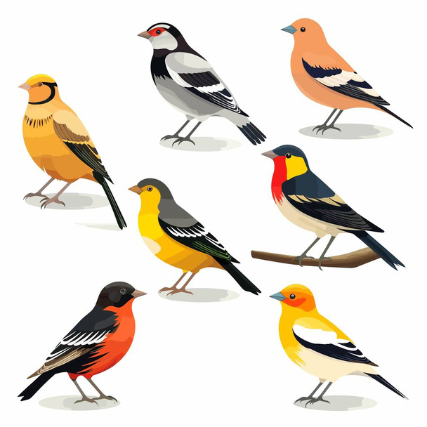 Colorful birds set vector illustration isolated on white - Вектор,изображение
