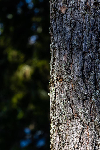 A vertical closeup of a tree bark in a forest - Фото, изображение