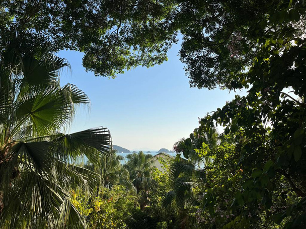 A tranquil tropical wilderness on a beautiful day with lush green trees overlooking the calm ocean under a clear sky - Foto, afbeelding