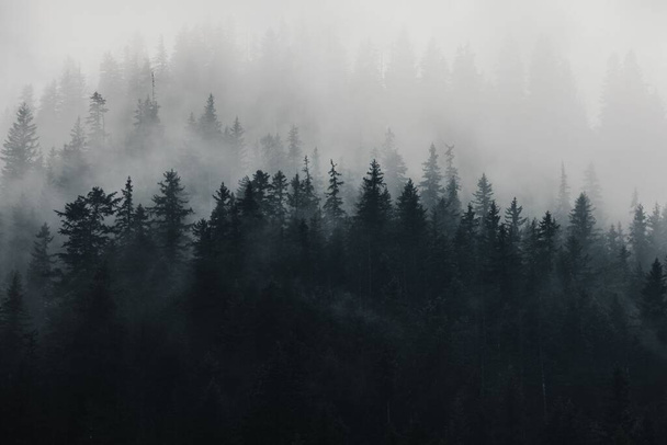 An aerial view of dark dense green forest on a foggy day - gloomy, mysterious wallpaper - Fotoğraf, Görsel