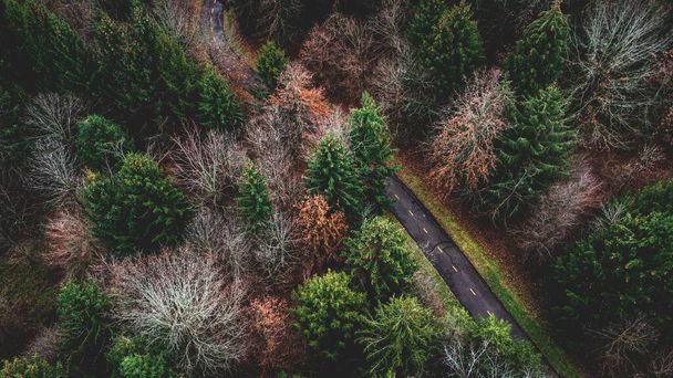 An aerial view of a highway in a forest - 写真・画像