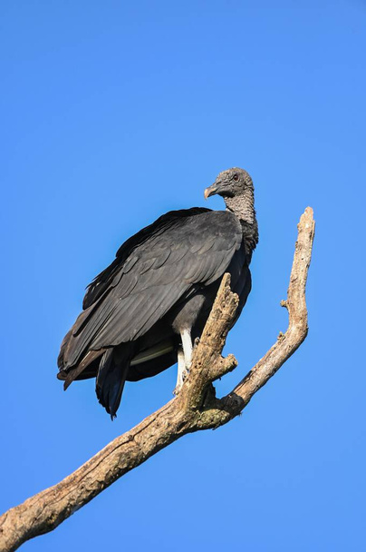 A vertical shot of a black-headed buzzard on dry tree branch - Foto, immagini