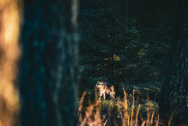 A small deer captured behind trunk in search for food in the Swedish forest - Fotó, kép