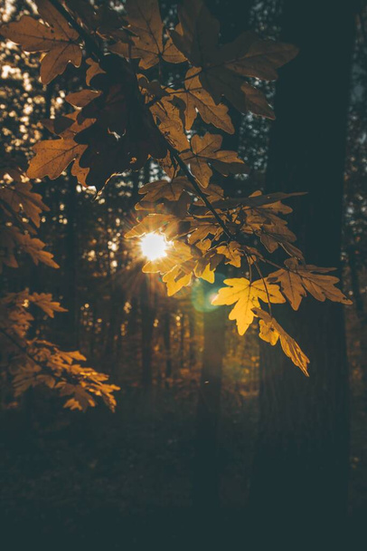 A vertical shot of a tree branch with yellow leaves under the sunlight - 写真・画像