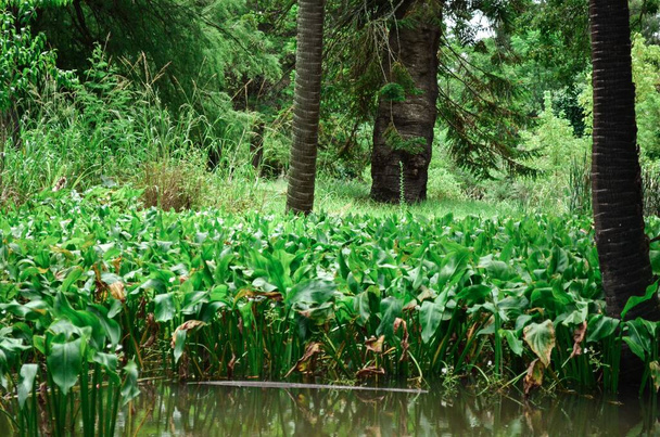 A small pond in the green rainforest - Fotografie, Obrázek