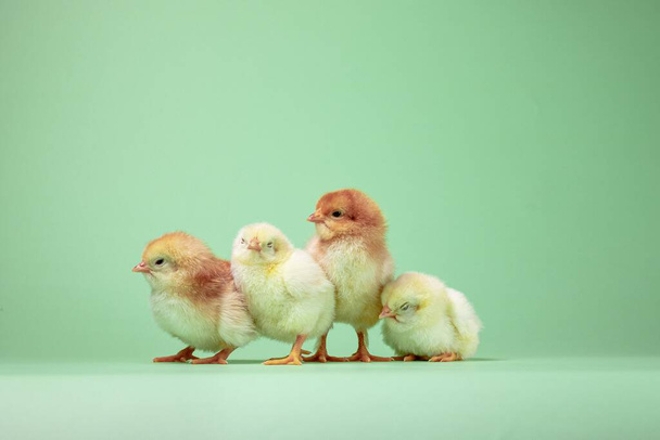 The baby chickens on a green background - Photo, Image