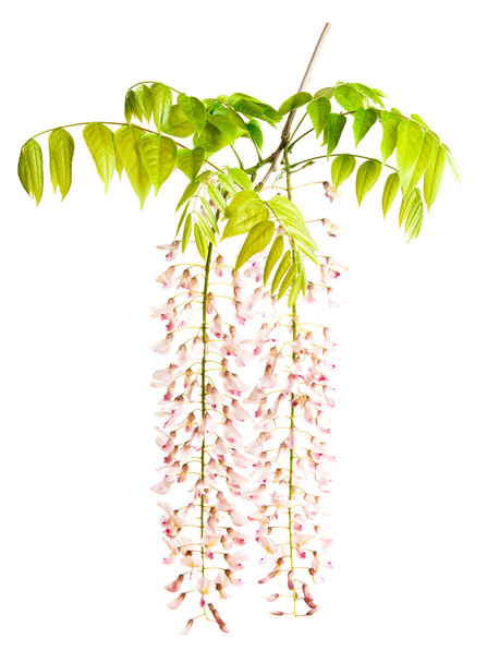 flores de wisteria isoladas em branco
  - Foto, Imagem