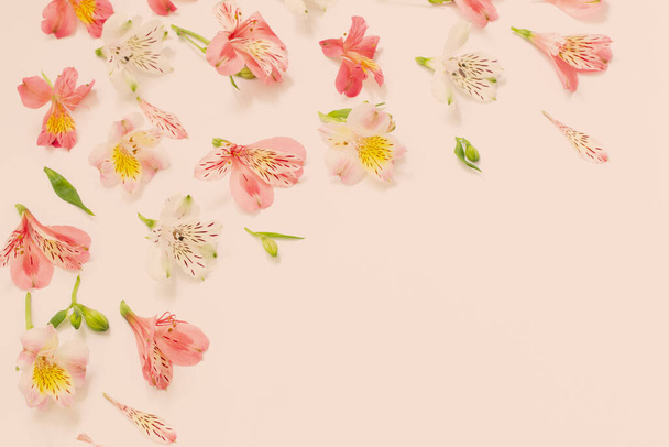 alstroemeria flowers on white  background - Photo, Image