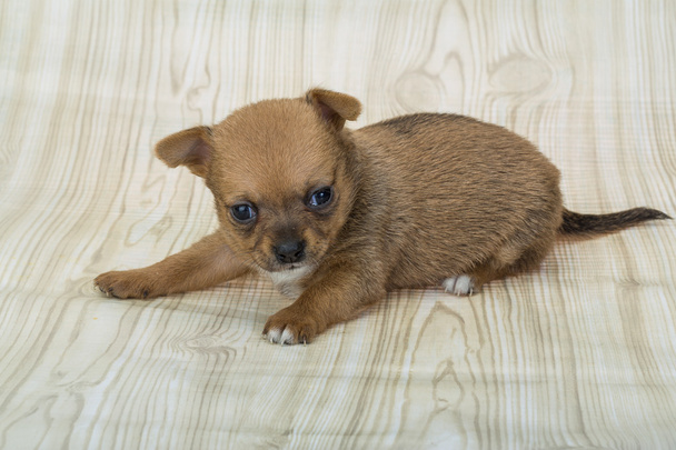 Chihuahua yavrusu - Fotoğraf, Görsel
