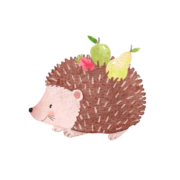 Beautiful stock illustration with hand drawn watercolor cute little hedgehog animal. - Фото, зображення