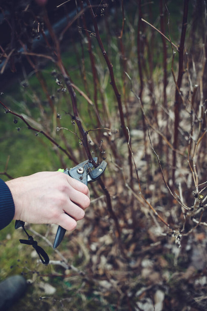 Pruning bilberry bushes in the garden on early spring - 写真・画像