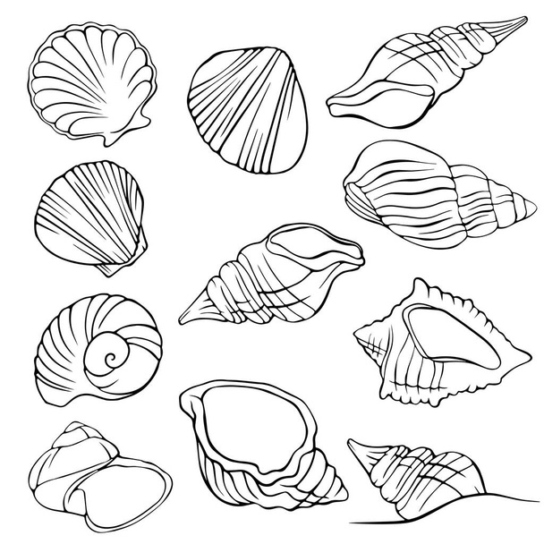 painted contour set with seashells - Vektör, Görsel