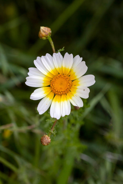 Glebionis coronaria is a species of flowering plant in the daisy family - Photo, Image