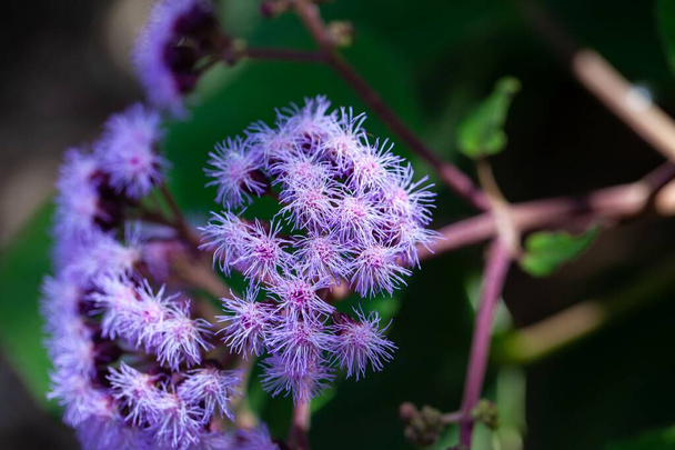 Mavi bir sis bitkisinin enfeksiyonu, Bartlettina sordida - Fotoğraf, Görsel