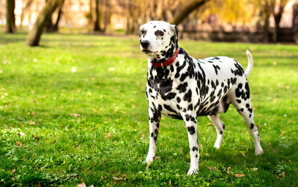 Krásný dalmatský pes stojí bokem na zeleném trávníku na pozadí jarního parku. Pes je osm let, dívá se opatrně a opatrně na stranu. Fotografie je rozmazaná. - Fotografie, Obrázek