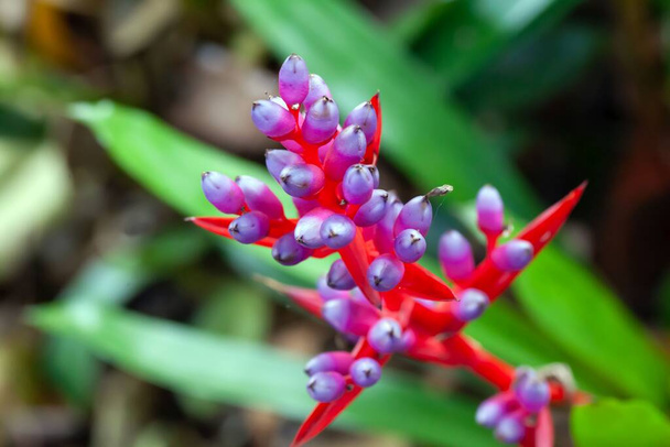 Inflorescence of an Aechmea weilbachii plant, a bromeliad species from South America.  - Photo, Image