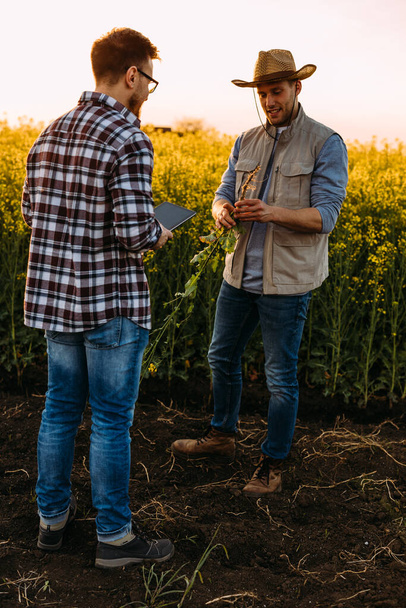 Caucasian farmers are standing in the field and inspecting a root from a plant - Фото, зображення