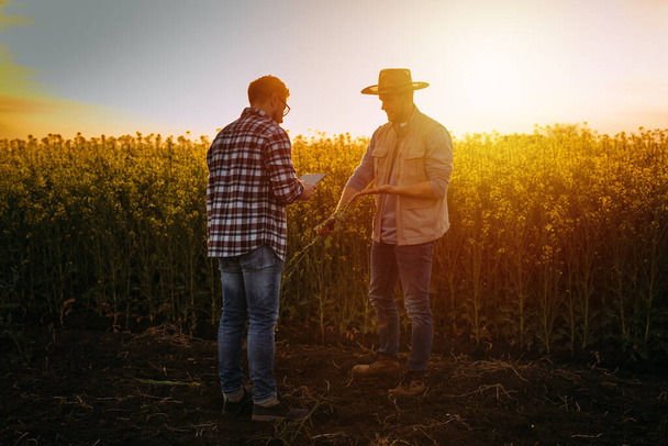 Two farmers analyzing a crop in the field at sunset. - Photo, Image