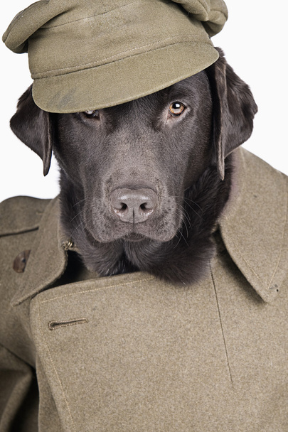 Labrador en uniforme de l'armée
 - Photo, image