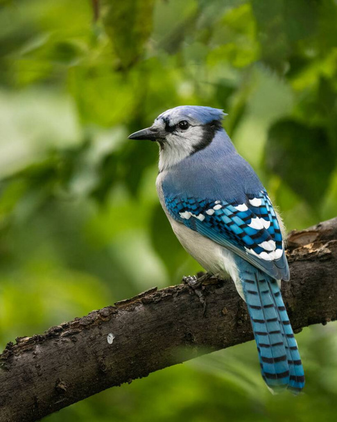 A vertical closeup shot of a blue jay bird perched on a wooden tree branch - Photo, image