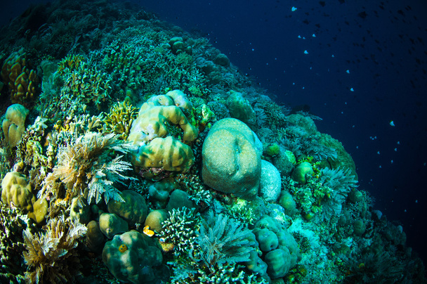 Koralli bunaken sulawesi indonesia acropora sp. vedenalainen kuva
 - Valokuva, kuva
