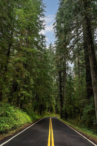 A vertical shot of an asphalt road going through the forest in Washington, United States - Fotografie, Obrázek