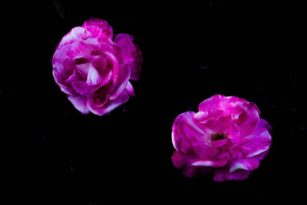 Two purple roses petals against dark background - Φωτογραφία, εικόνα
