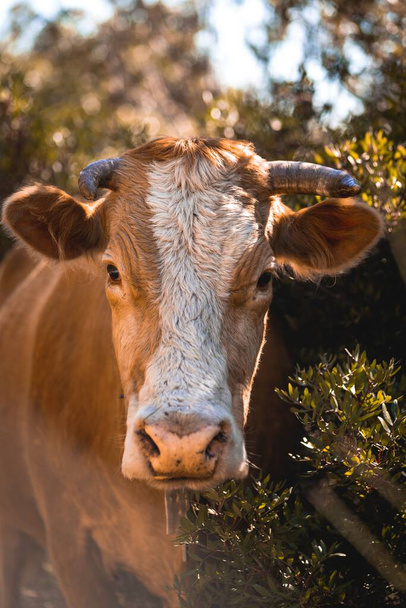 Een verticaal schot van een bruine en witte koe in het veld op een zonnige dag - Foto, afbeelding