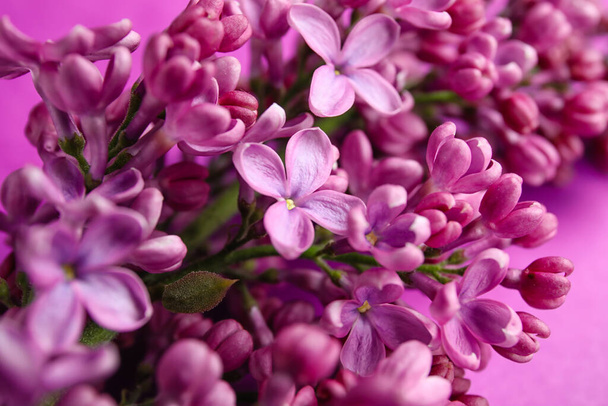 Blooming lilac flowers on purple background - Фото, зображення