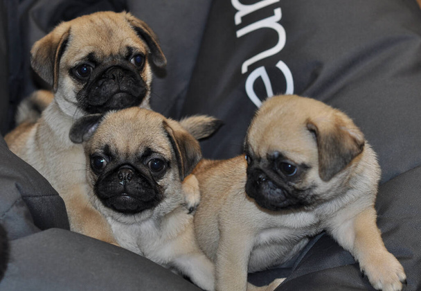 Tres bonitos cachorros Pug con hocico triste sentado en una almohada negra profunda Stock Photo  - Foto, Imagen