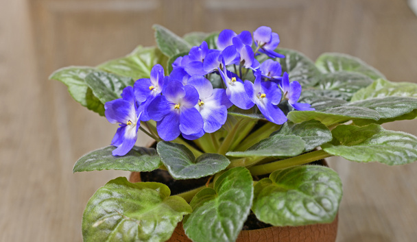 Indoor violet é um género botânico pertencente à família Asteraceae.. - Foto, Imagem