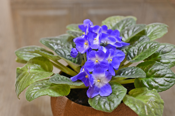 Indoor violet est un genre de plantes herbacées de la famille des plantes à fleurs, répandu dans la floriculture d'intérieur. - Photo, image