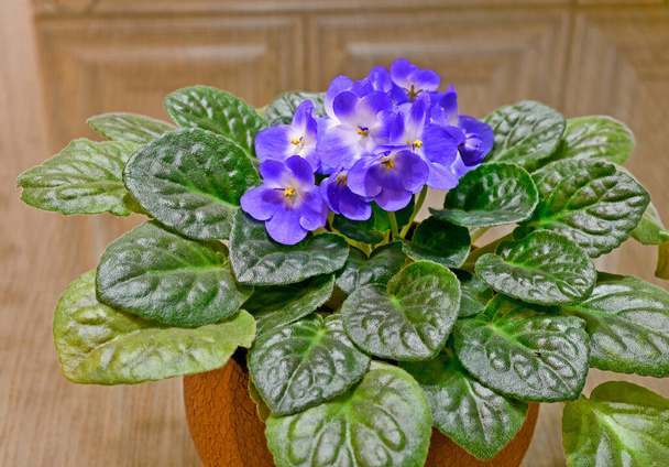 Indoor violet è un genere di piante erbacee da fiore della famiglia, diffuso nella floricoltura indoor. - Foto, immagini