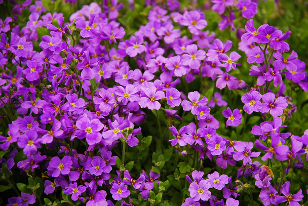 Aubrieta deltoidea known as lilacbush, purple rock cress and rainbow rock cress. A flower that blooms purple in the spring. - Photo, Image