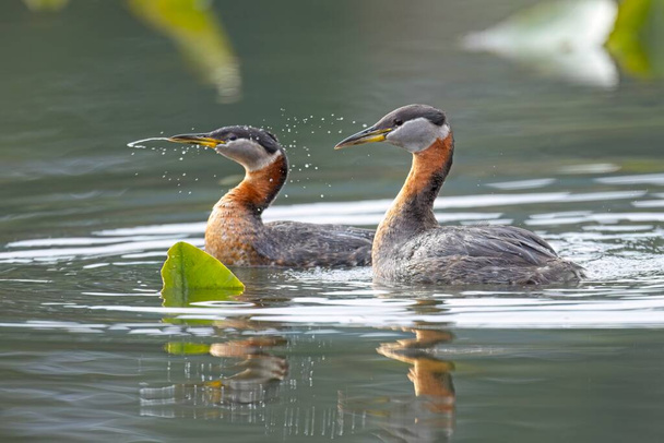Ein Haubentaucherpaar hat gerade die Paarung beendet und das Weibchen schüttelt das Wasser in einem See im Norden Idahos ab.. - Foto, Bild