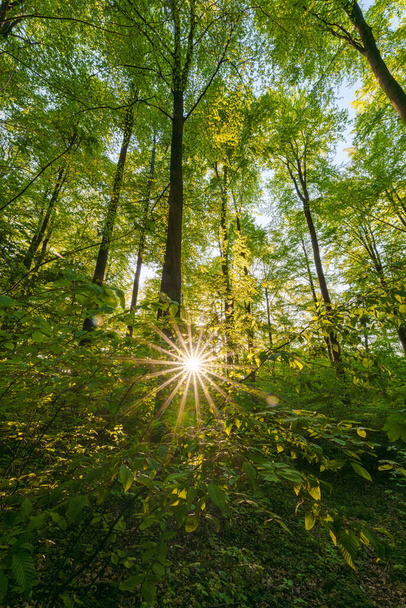 Wiosenny las z zachodzącym słońcem świecącym przez liście i gałęzie. Pojęcia dotyczące przyrody, leśnictwa, siedlisk, środowiska i zrównoważonego rozwoju - Zdjęcie, obraz