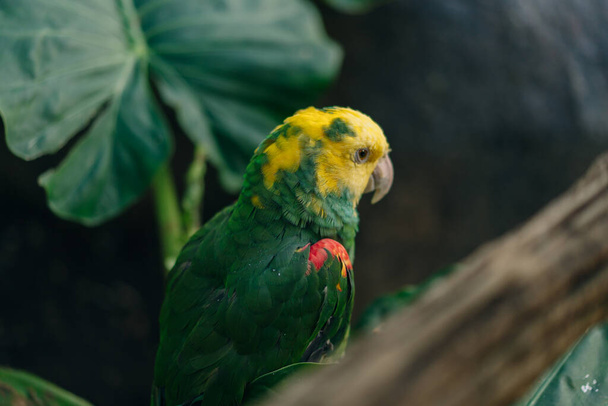 Желто-зелёный попугай рядом с кормушкой. Высокое качество фото - Фото, изображение