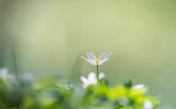 anemoni (Anemone nemorosa) tai Sylvie anemone - Valokuva, kuva