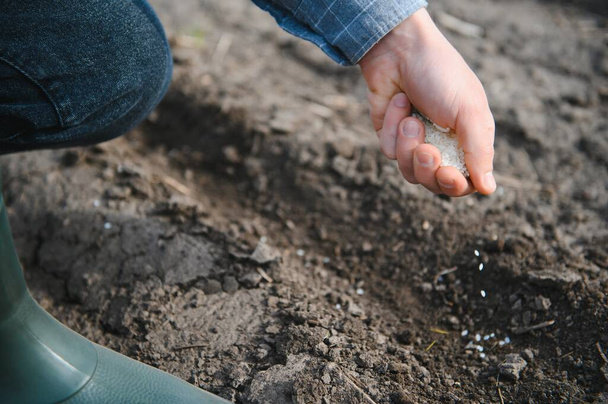 Farmer's hand planting seed in soil. - Photo, image