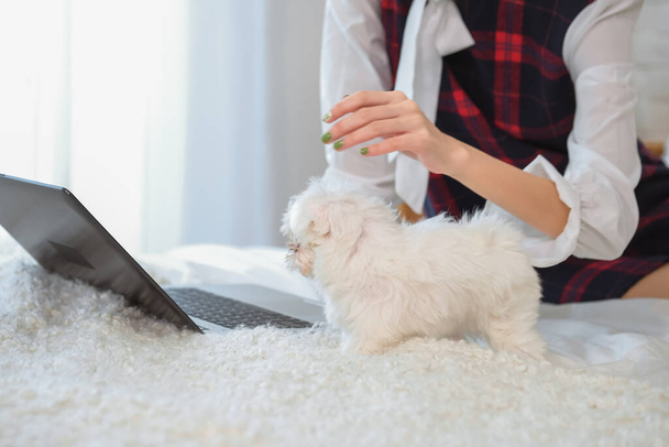 Besitzerin sah glücklich aus, als sie mit ihrem kleinen weißen Hund auf dem Bett spielte, während sie an ihrem Laptop arbeitete. - Foto, Bild