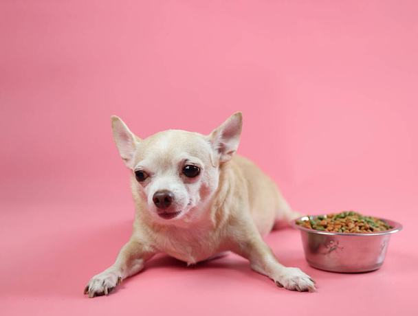 Портрет здоровой коричневой короткой шерсти Чихуахуа собака лежит с миской сухой собачьей еды на розовом фоне. - Фото, изображение