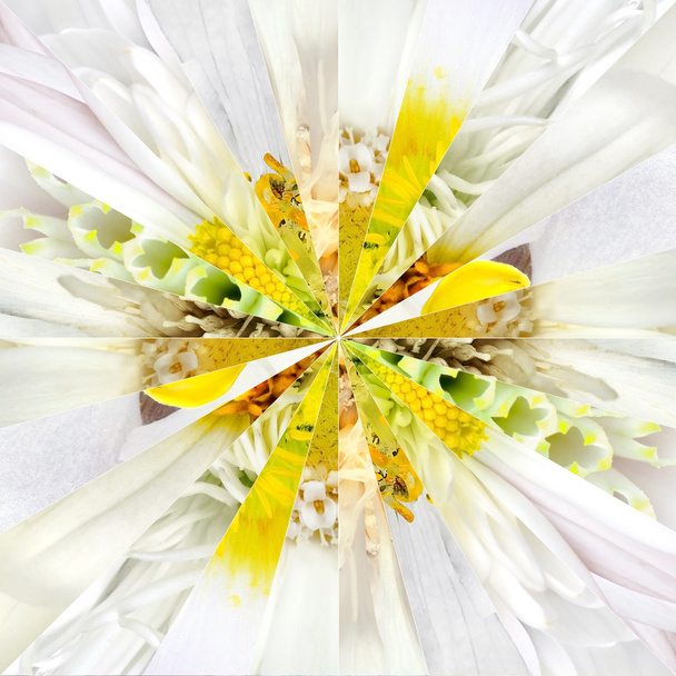 Bílý květ centrum koláž geometrický vzor - Fotografie, Obrázek