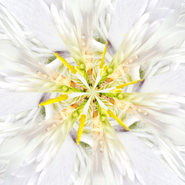 Witte bloem Center Collage geometrische patroon - Foto, afbeelding