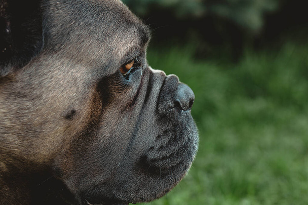 Cane Corso portrait. Cane Corso sits on green grass outdoors. Large dog breeds. Italian dog Cane Corso. The courageous look of a dog. Summer season. Formentino color. - Fotografie, Obrázek