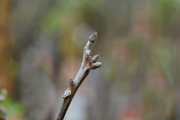 Common walnut branch with buds - Latin name - Juglans regia - Foto, imagen